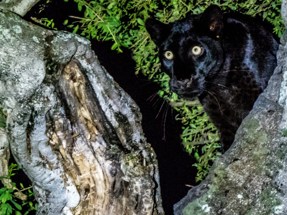 where-to-see-a-black-leopard-in-kenya
